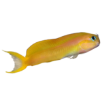 Blenny - Midas - Gold