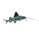 Catfish - Pictus
