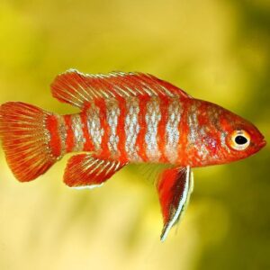 Badis