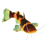 Catfish - Bumble Bee