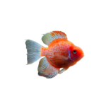 Cichlid - Blood - Red - Parrot