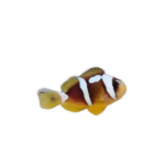 Clownfish - Spotcinctus