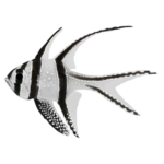 Cardinal - Banggai