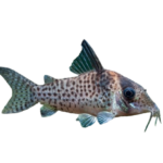 Catfish - Agassizi - Corydoras