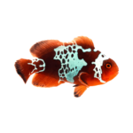 Clownfish - Maroon Lightning