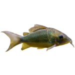 Catfish - Emerald Green - Corydoras