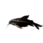 Catfish - Striped - Rapheal