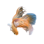Betta - Dumbo Ear Half - Moon - Male
