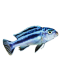 Cichlid - Maingano