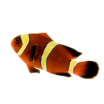 Clownfish - Maroon - Gold