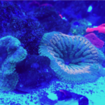 Anemone - Maxi Mini - Carpet