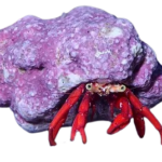Crab - Hermit - Scarlet