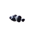 Clownfish - Ocellaris - Darwin - Black - QM labs