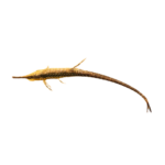 Catfish - Farowella - Long - Nose