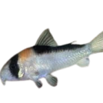 Catfish - Adolfoi - Corydoras