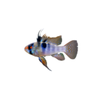 Cichlid - Ram - German Blue