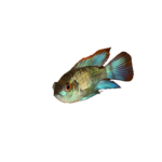 Cichlid - Blue Acara