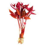Alternanthera - Reineckii - Rosanervig