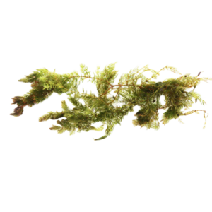Hornwort