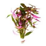 Alternanthera - Rosaefolia