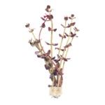 Bacopa - Salzmannii Purple