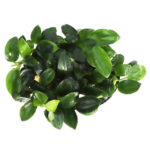 Anubias - Nana - Petite
