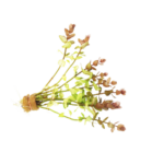 Bacopa - Monnieri