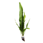 Java Fern - Microsorum - Regular