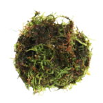 Moss - Java