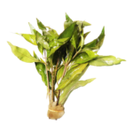 Hygrophila - Siamensis