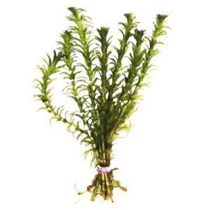 Anacharis