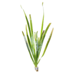 Vallisneria - Nana - Thin Straight