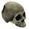 Human Skull - Half 6.5 in