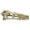 Raptor Skull - Large 9.5 in